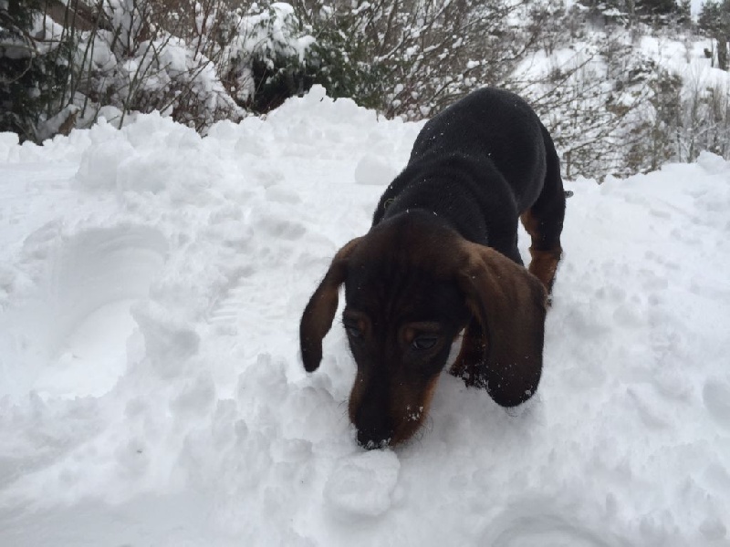 chiots portée 2015