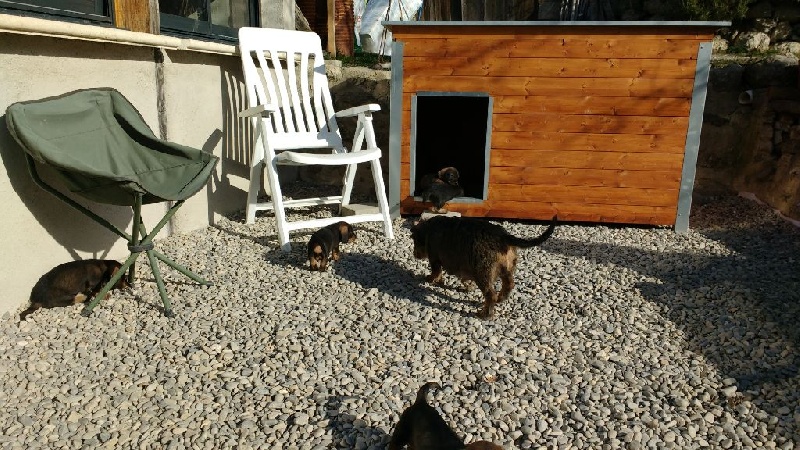 chiots portée 2016