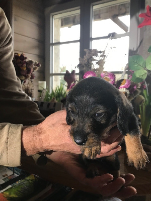 CHIOT 2