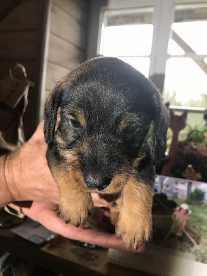 CHIOT 1