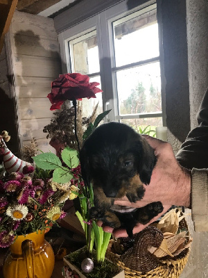 CHIOT 3