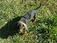 jako